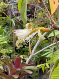 Image result for Combretum stocksii