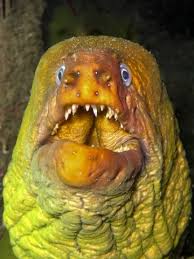 Green Moray Sea Animals Underwater Creatures Water Wonders
