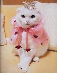 If Only I Could Get My Cat To Sit Still This Is So My Cat She Wears An Invisible Crown Always Ha Cats Crazy Cats Pet Day