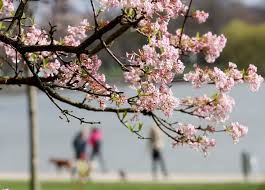 März 2020 ist kalendarischer frühlingsanfang. Fruhlingsanfang 2019 Das Wetter Zum Kalendarischen Fruhlingsbeginn News De