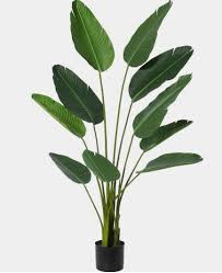 Getah dan daun mengandungi calcium oxalate yg mnyebabkan gatal2, kekejangan bibir dan. 15 Idea Pokok Hiasan Tiruan Menyerikan Kediaman