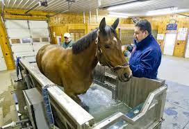 Living Like A King The Pampered Life Of A Racehorse Bleacher Report Latest News Videos And Highlights