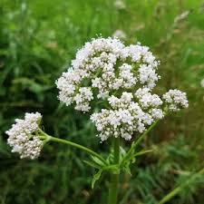 Image result for Valeriana