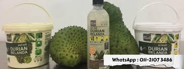 Bagi penanaman di ladahg, jarak tanaman yang disyorkan ialah 6 meter x 6 meter dengan menggunakan. Durian Belanda Segar Home Facebook