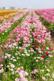 Maybe you would like to learn more about one of these? California Flower Fields Colorful Flowers Farm Stock Photo Picture And Royalty Free Image Image 92130983