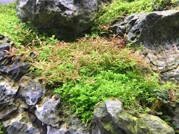 Image result for Eleocharis welwitschii