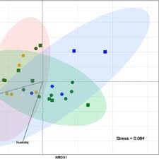 Image result for Tridactyle stevartiana