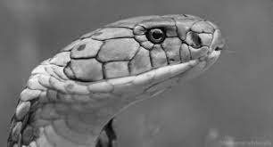 We have 65+ background pictures for you! 16 Snake Gifs Gif Abyss