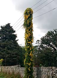 Image result for Dolichandra unguis-cati