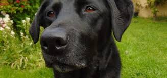If you are looking for the perfect dog to bring home as your pet, you might want to consider getting a labrador retriever. Bfaric4iphvupm