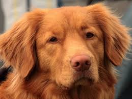 We did not find results for: Dog Cherry Eye Surgery Complications Dog Discoveries