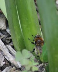 With ginger hairs, dark banding and a cream tail, the narcissus bulb fly looks like a bumble bee, but is harmless to us. Red House Garden The Last Daffodil And What Eats It