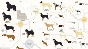 the family tree of dogs infographic reveals how every breed