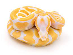 Albino Whs Line Scaleless Head Morph List World Of Ball Pythons Ball Python Pet Snake Scaleless Ball Python