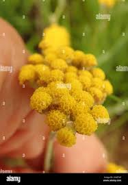 Image result for Helichrysum aureo-nitens