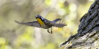 Can be seen in 31 countries. Dennis Newsham On Twitter A Yellow Throated Warbler Flying And Eating In Prospect Park Today Springmigration Https T Co Lgku2vksvx