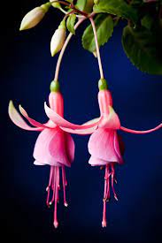 Pin On Flowers Fuchsias