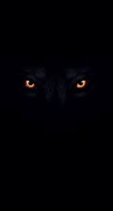 Best hd black wolf wallpaper app for your phone or tablet for free. 30 Wolf Ideas Wolf Wolf Wallpaper Black Wolf