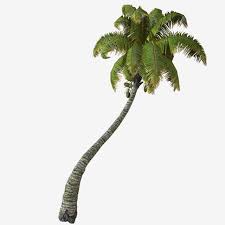 Aku sebatang pokok kelapa aku sebatang pokok kelapa. Gambar Pokok Kelapa Sawit Daun Tanaman Telapak Tangan Png Dan Psd Untuk Muat Turun Percuma