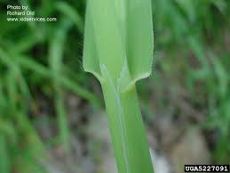 Image result for Avena byzantina