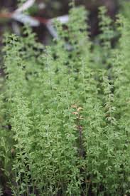 Image result for Oxalis anthelmintica