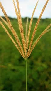 Image result for Chloris gayana