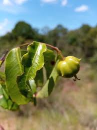 Image result for Sclerocroton