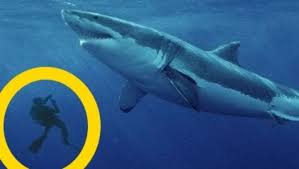 Top 5 Best Megalodon Shark Sightings Of All Time Video Dailymotion Megalodon Shark Megalodon Huge Shark