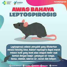 Namun, di samping itu, ada banyak ciri hamil lain yang tidak biasa. Tanda Tanda Kencing Tikus