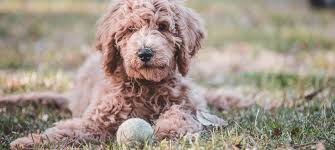 It has a coat that is a unique mix of the two breeds, with loose curls and a slightly shaggy look. 16 Pros And Cons Of Owning A Goldendoodle Green Garage