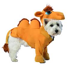 Camels are beautiful, huge, strong animals that make wonderful pets. Cheap Making A Camel Costume Find Making A Camel Costume Deals On Line At Alibaba Com