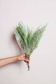 Image result for Stoebe