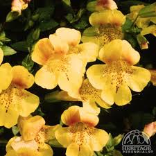 Image result for Mimulus