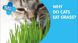 Now, after perhaps centuries of mystery, scientists think they know why. Why Do Cats Eat Grass Blue Cross