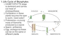 Life cycle of bryophytes diagram. Chapter 22 Plant Diversity 22 1 Introduction To