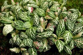 0,5 à 1 m en intérieur exposition : Fittonia Planter Et Cultiver Ooreka