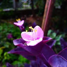 Bunga ini kadang terlihat menggantung juga pada pot. Bunga Merah Jambu Daun Warna Ungu Steemkr