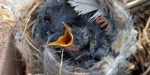 Introduction to Orphaned Bird Care