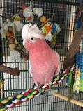 Perfect Setup: Plan Your Bird's Cage Environment With Care ...