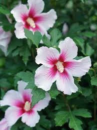 Image result for Hibiscus pusillus