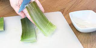 Wenn du das ergebnis länger als. á Aloe Vera Die Perfekte Pflanze Fur Haarkur Und Gesichtspflege