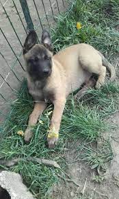 Le chien de berger belge malinois se place en première position au classement des races les plus utilisées dans les équipes d'intervention et de recherche. Chien Malinois Prix Algerie