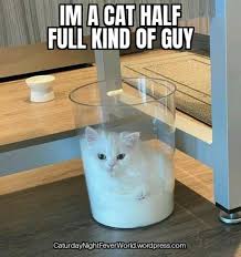 Happy saturday memes & funny saturday night meme. A Glass Of Cat Album On Imgur