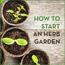 With the help of plant mom, here are your first steps to get started with your indoor garden. How To Start An Herb Garden Get Healthy U