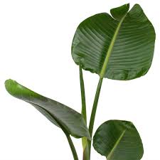 White Bird Of Paradise Images Strelitzia Nicolai Giant White Bird Of Paradise Birds Of Paradise Birds Of Paradise Plant Architectural Plants