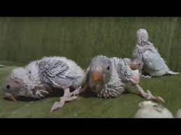 muhabbet kusu yavru bakimi fledgling muhabbet kuslari kus kusu