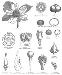 Image result for Theaceae