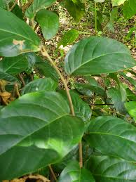Image result for Erythroxylum zambesiacum