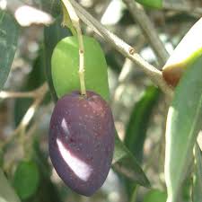 We did not find results for: Kalamata Olive Tree From Groworganic Com Potted Olive Tree Kalamata Olives Olive Tree
