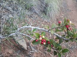 Image result for Scolopia zeyheri